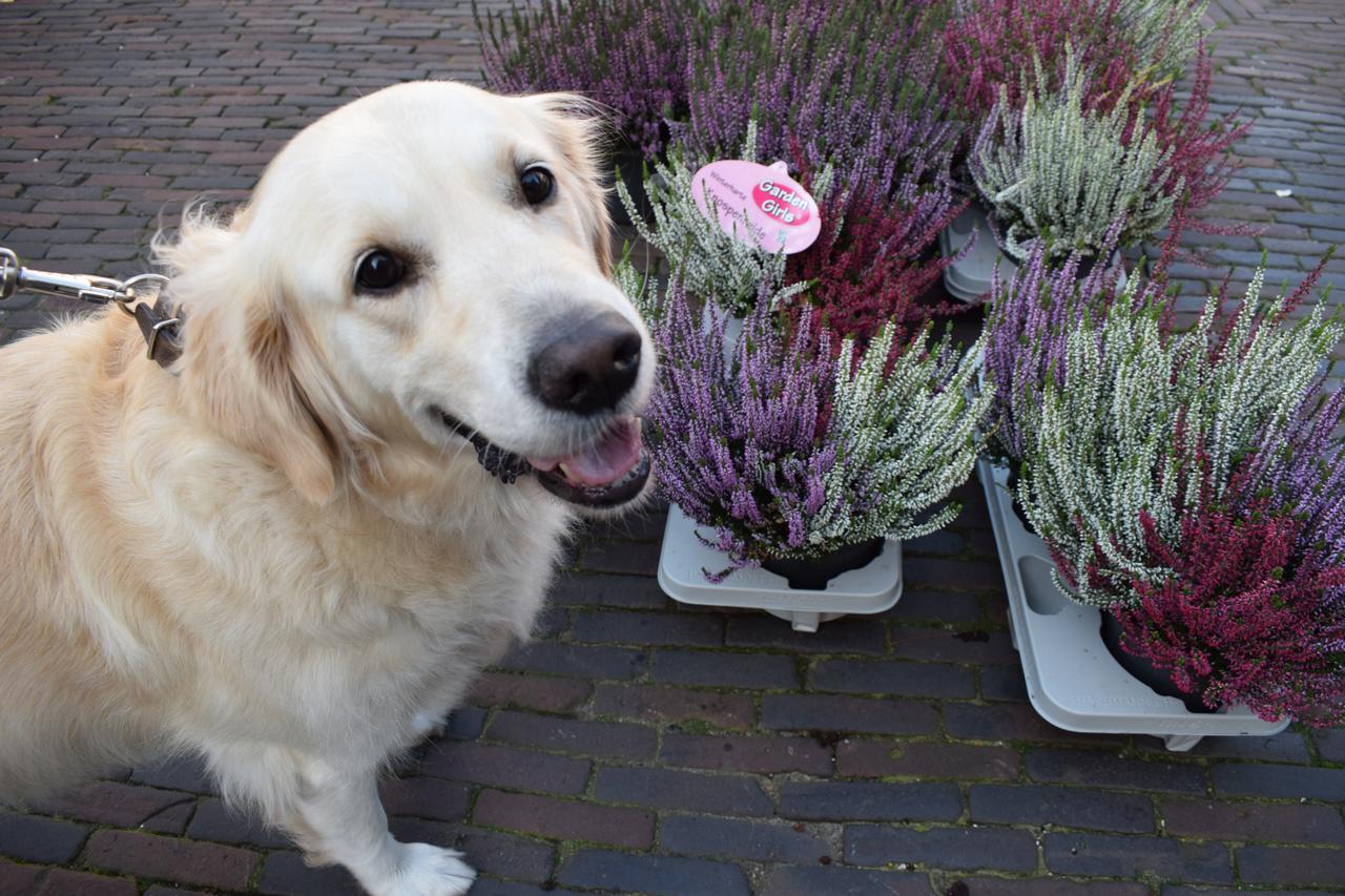 Aurora Bed & Breakfast Schiedam Luaran gambar